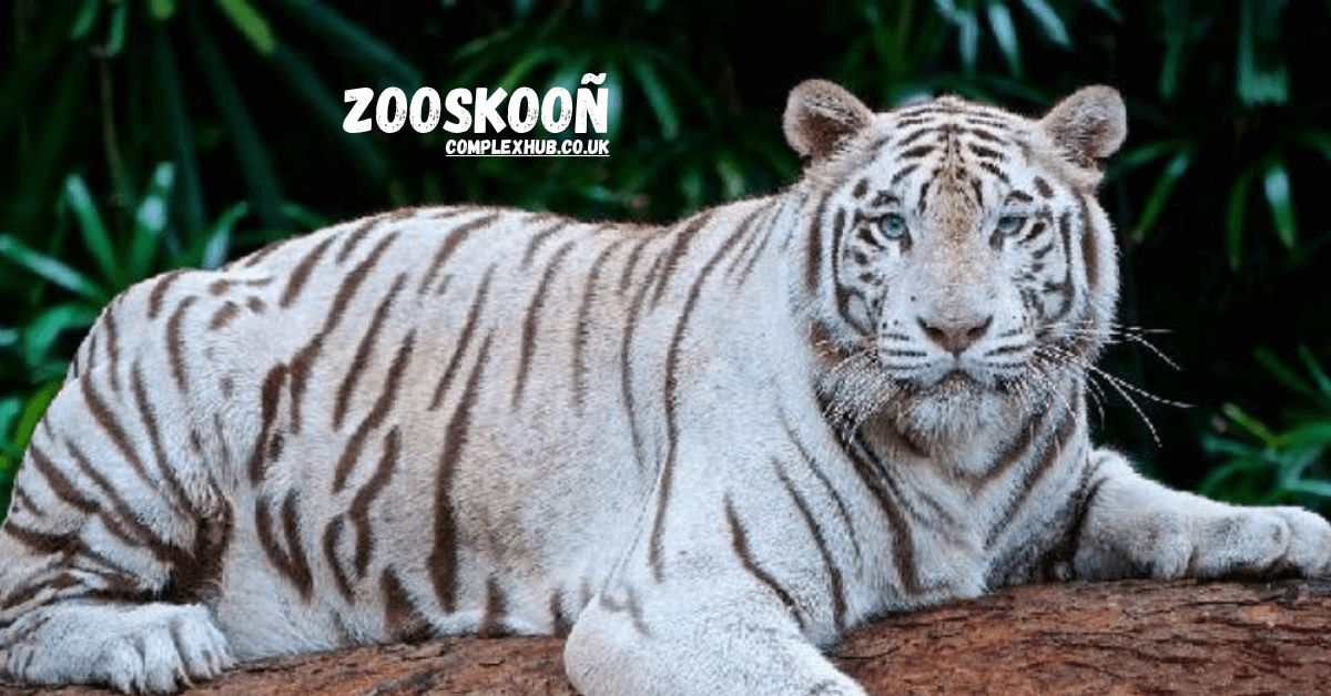 Zooskooñ: Revolutionizing Wildlife Conservation Through Education and Technology 2025